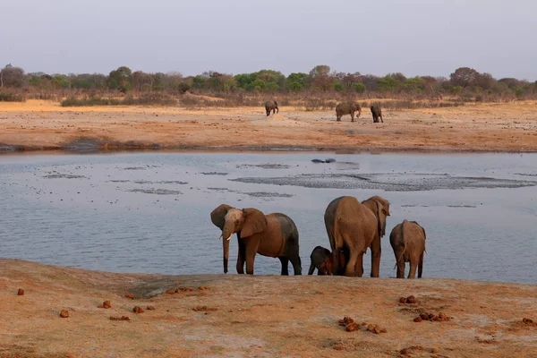 Słonie Sawannie Zimbabwe — Zdjęcie stockowe