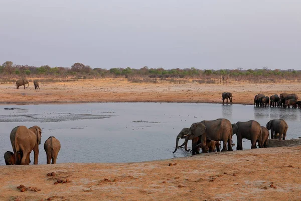 Olifanten Savanne Van Zimbabwe — Stockfoto