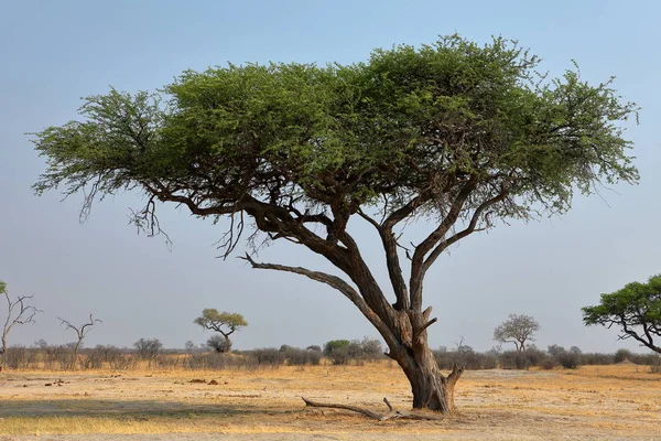 Savannah Southern Africa — Stock Photo, Image