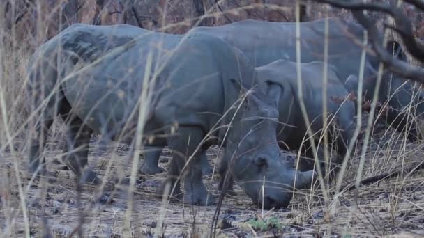 Neushoorn Savanne Van Afrika — Stockvideo