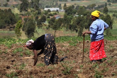 Kenya 'da tarım ve ekilebilir tarım