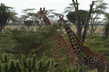 Kenya 'daki Nakuru Gölü Ulusal Parkı' nda zürafalar