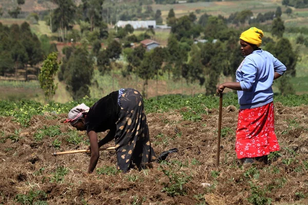 Kenya Tarım Ekilebilir Tarım — Stok fotoğraf