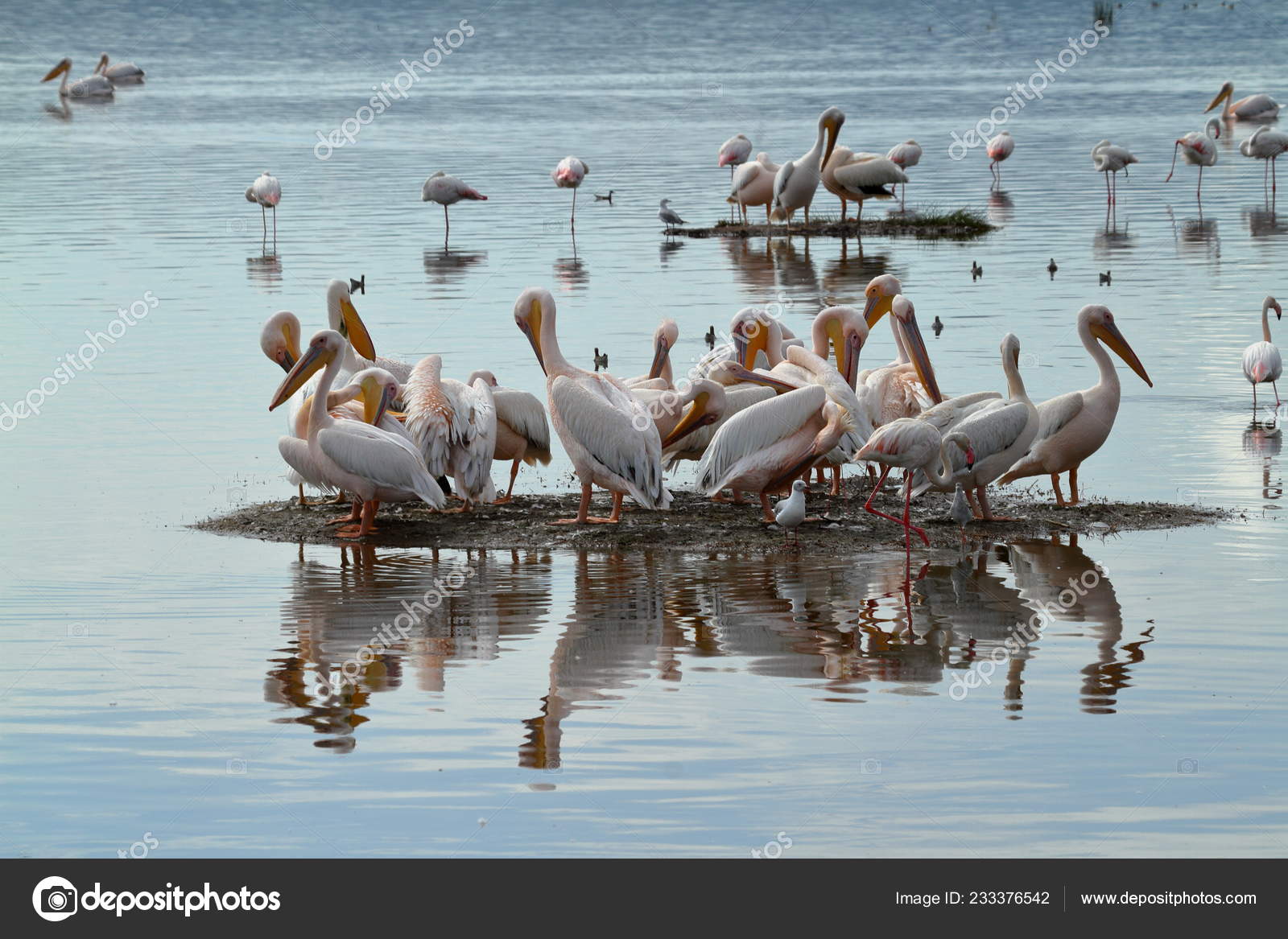 Pelicans Lake Nakuru Kenya Stock Photo Image By C Hecke06 233376542