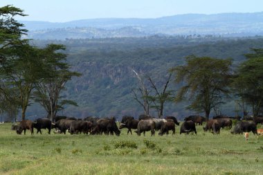 Afrika bozkırında bufalo