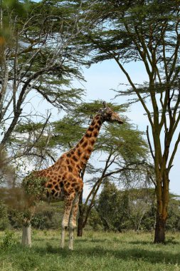 Kenya 'daki Nakuru Gölü Ulusal Parkı' nda zürafalar