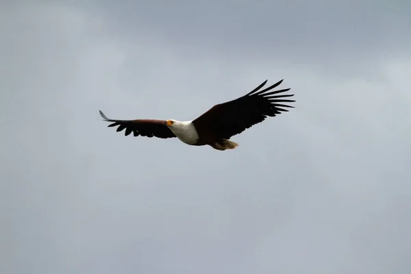Águila Africana Vuelo —  Fotos de Stock