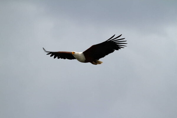 African eagle in flight