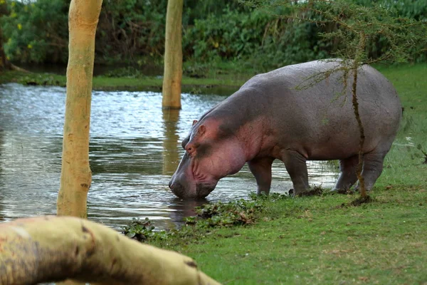 Hipopótamo Parque Nacional Lago Nakuru Kenia —  Fotos de Stock