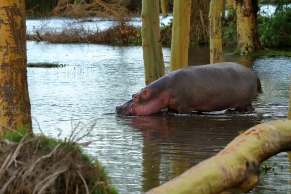 Hippo Lake Nakuru National Park — стокове фото