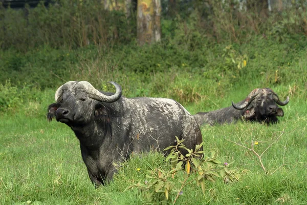 Buffalo Savana Africană — Fotografie, imagine de stoc