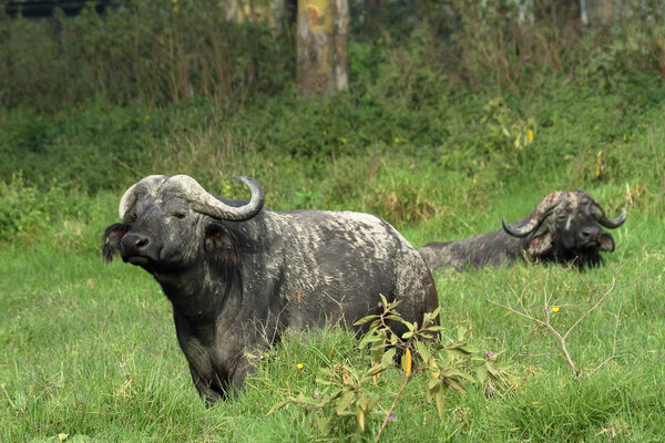 Buffalo in the African Savannah