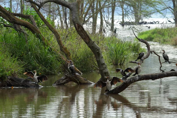 Skarvar Lake Nakuru Kenya — Stockfoto