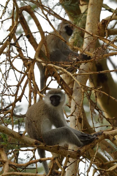 Zuidelijke Groene Apen Lake Nakuru National Park — Stockfoto