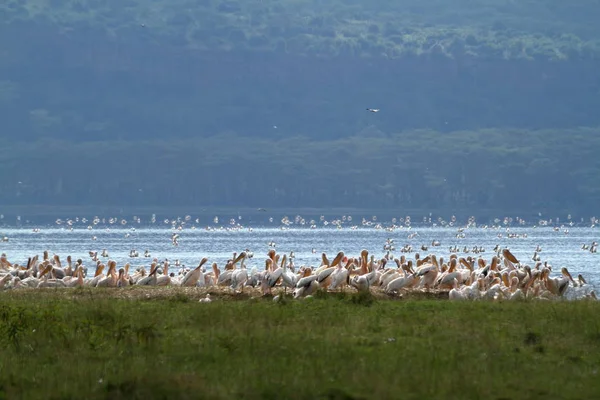 Pelikánok Lake Nakuru Kenya — Stock Fotó