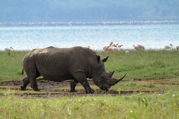 Rhinos in Lake Nakuru National Park in Kenya