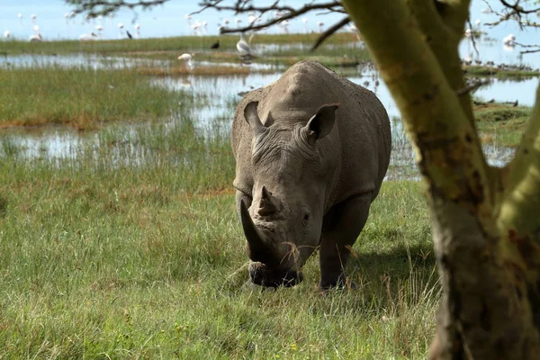 Rhinos Dans Parc National Lac Nakuru Kenya — Photo