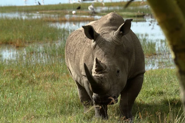 Rhinos Dans Parc National Lac Nakuru Kenya — Photo