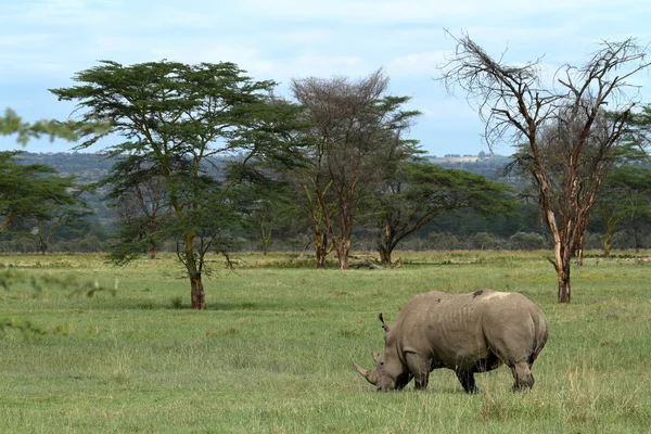 Nosorożce Parku Narodowym Jezioro Nakuru Kenii — Zdjęcie stockowe