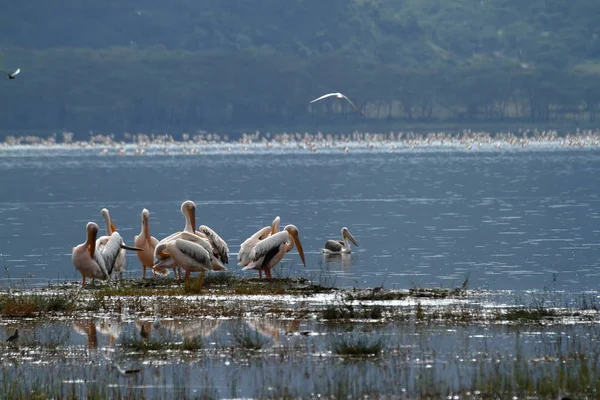 Pelikaner Lake Nakuru Kenya — Stockfoto