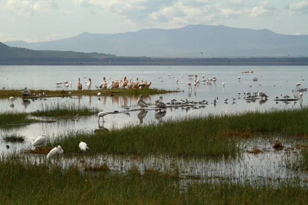 Pelikan Gölü Nakuru Kenya Üzerinde — Stok fotoğraf