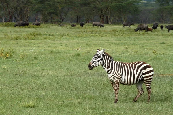 Zèbres Dans Parc National Lac Nakuru Kenya — Photo