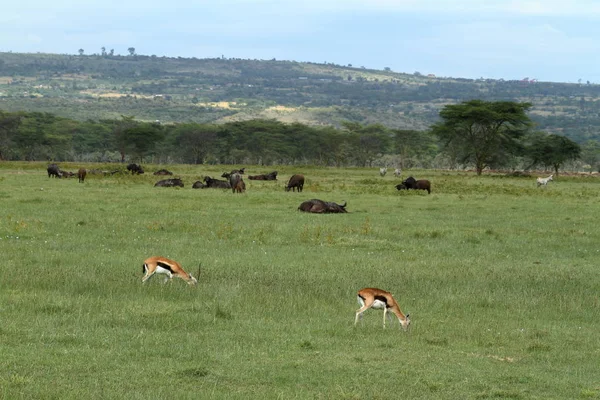 Nakuru Nationalpark Kenya — Stockfoto