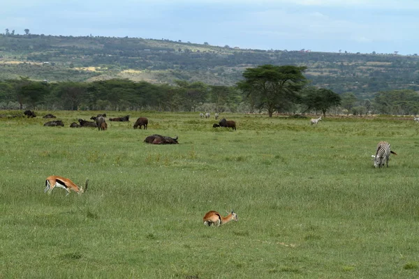Nakuru Nationalpark Kenya — Stockfoto