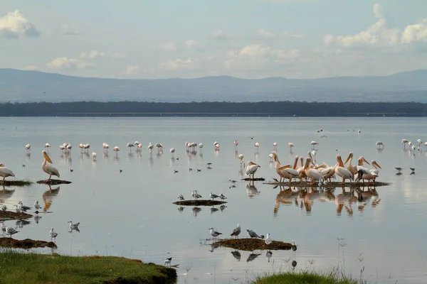 Pelicans Lake Nakuru Kenya — Stock Photo, Image