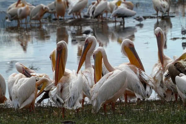 Pelicans Lake Nakuru Kenya — Stock Photo, Image