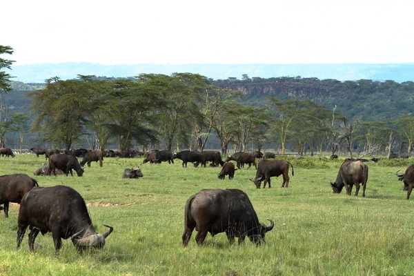アフリカのサバンナでは水牛が — ストック写真