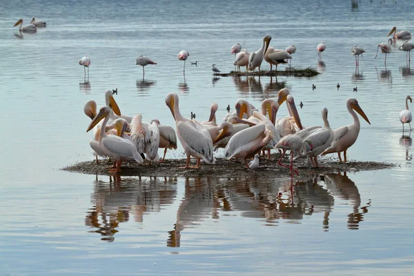 Pelícanos Lago Nakuru Kenia — Foto de Stock