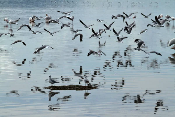 Birds Lake Nakuru National Park Kenya — Stock Photo, Image