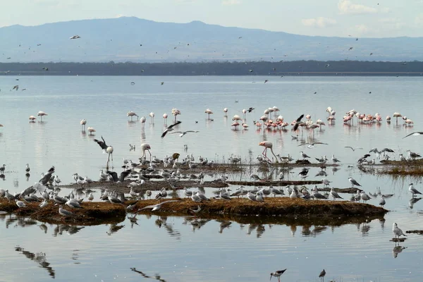 Parco Nazionale Del Lago Nakuru Kenya — Foto Stock