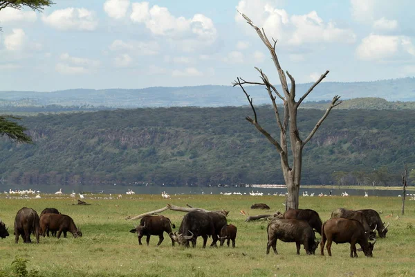 Bufalo Nella Savana Africana — Foto Stock