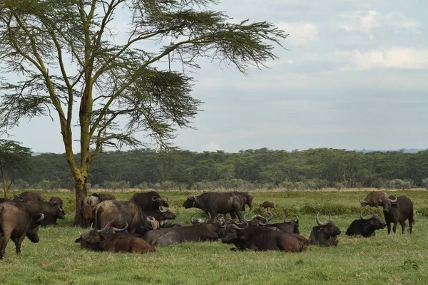 アフリカのサバンナでは水牛が — ストック写真