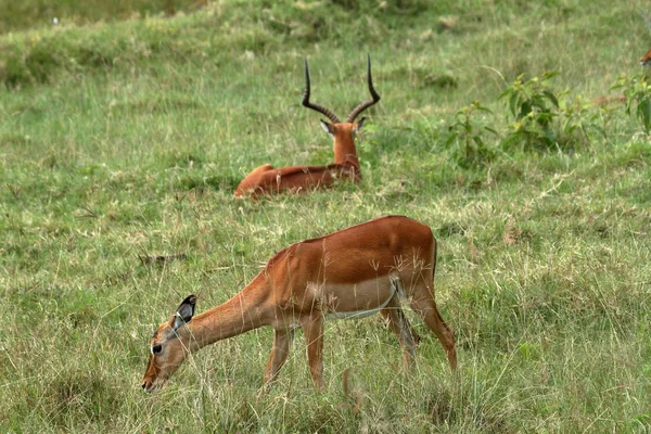 Impalas Parque Nacional Lago Nakuru Quênia — Fotografia de Stock