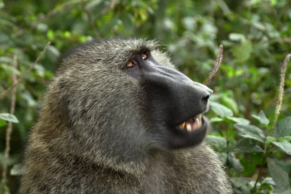 Pavian Lake Nakuru Nationalpark Kenia — Stockfoto