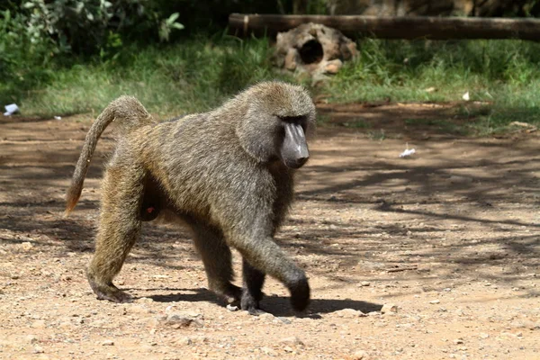 Pavian Lake Nakuru Nationalpark Kenia — Stockfoto