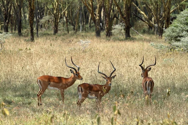 Impalas Nakuru Nationalpark Kenya — Stockfoto