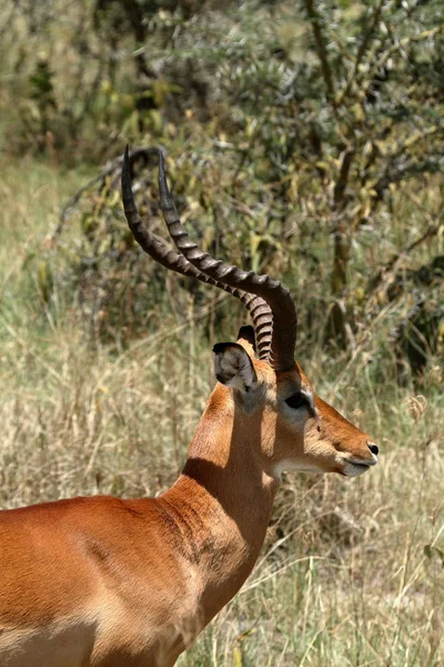 Impalas Στη Λίμνη Nakuru Εθνικό Πάρκο Στην Κένυα — Φωτογραφία Αρχείου