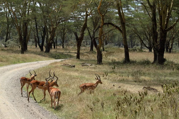 Impalas Nakuru Nationalpark Kenya — Stockfoto