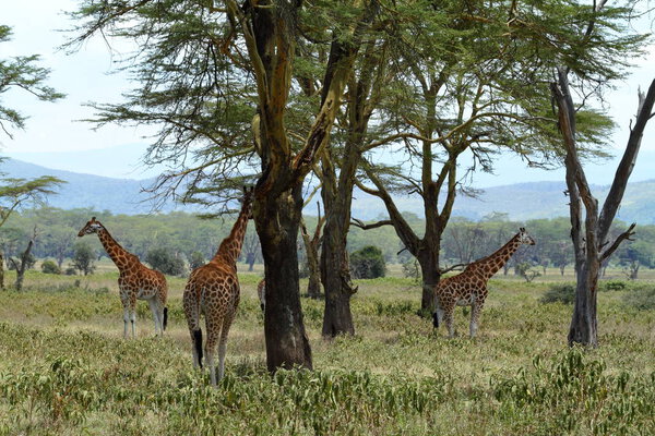 Giraffes in Lake Nakuru National Park in Kenya