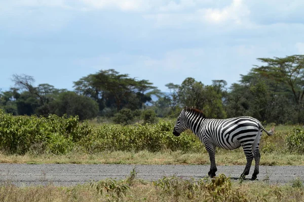 Cebras Parque Nacional Lago Nakuru Kenia —  Fotos de Stock