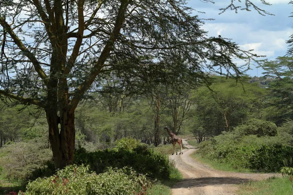 Girafas Parque Nacional Lago Nakuru Quênia — Fotografia de Stock