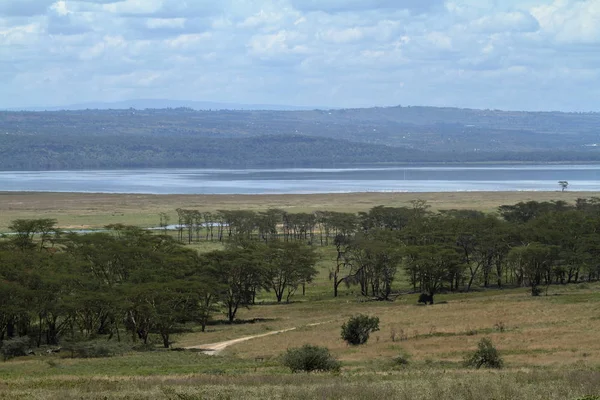 肯尼亚国家公园纳库鲁湖 — 图库照片