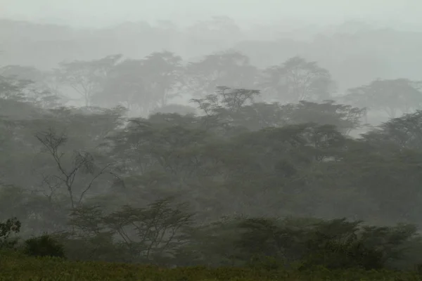 Rain Jungle — Stock Photo, Image