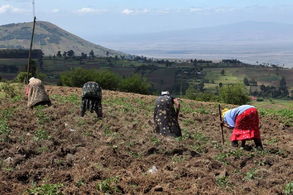 ケニアの農業と農業 — ストック写真