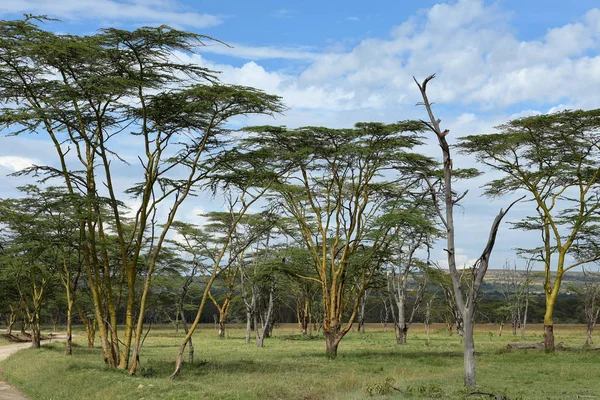 Озеро Накуру Национальном Парке Кении — стоковое фото