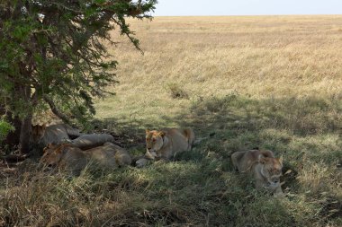 Serengeti Savannah aslanlar